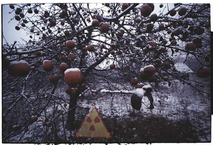 تصویری از چرنوبیل - درخت سیب